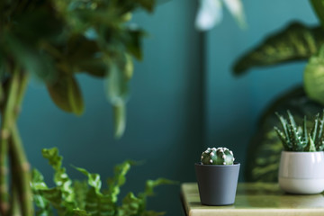 Stylish floral composition with beautiful plants, cacti and succulents in design and hipster pots on the marble coffee table. Natural living room. Green walls. Home gardening concept. Template.