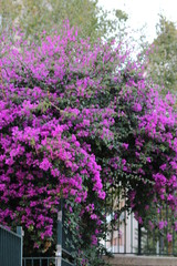 Fiori