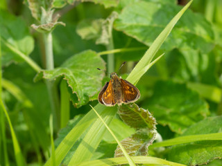 Large Skipper (Ochlodes venata) resting , wings open on a plant