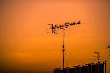 A blurred abstract background of a multitude of birds flying or clinging to an electric pole,...
