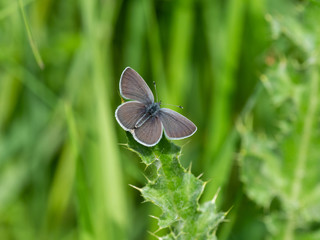 Small blue butterflies mating  ( Cupido minimus )