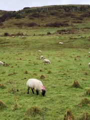 Obraz premium The sheep on the mountain.