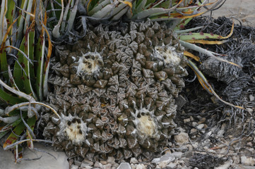 Ariocarpus fissuratus