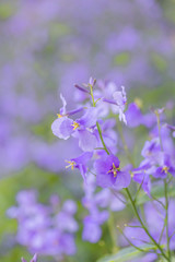Fototapeta na wymiar ムラサキのオオアラセイトウの花