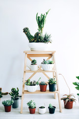 Wooden folding ladder used as shelves for plants in natural dining room interior with white walls.