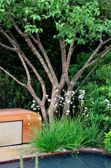 Pool side of an urban garden with tree, seating and white flowers