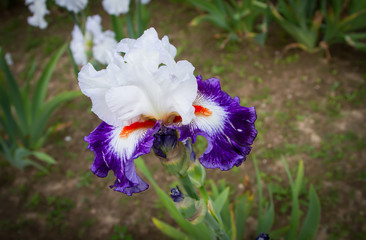 Bearded iris flower with stand petals and falls petals/ Iris Flowers (Family Iridaceae) 
