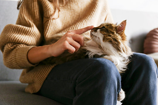 Portrait of cute domestic cat with green eyes lying with owner at home. Unrecognizable young woman petting purebred straight-eared long hair kitty on her lap. Background, copy space, close up.