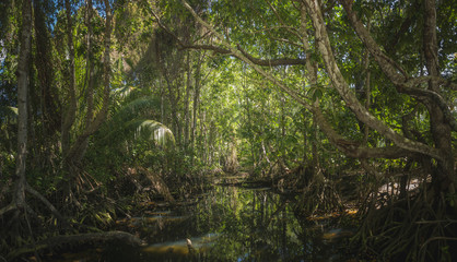 Seychelles river