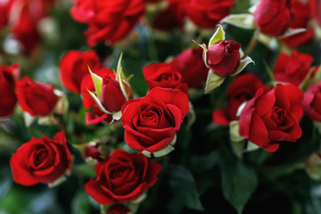 Close-up of small red roses - obrazy, fototapety, plakaty
