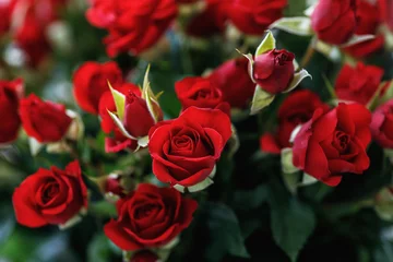 Foto op Aluminium Close-up van kleine rode rozen © blackday