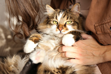 Portrait of cute domestic cat with green eyes lying with owner at home. Unrecognizable young woman...