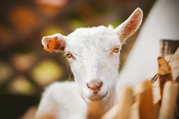 Obraz premium A cheerful white goat with an orange chip in its ear stands near the wooden fence of a paddock on a farm on a Sunny summer day.