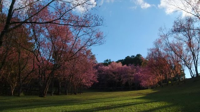 Cherry blossom garden at khun wang national park Chiang Mai in northern Thailand