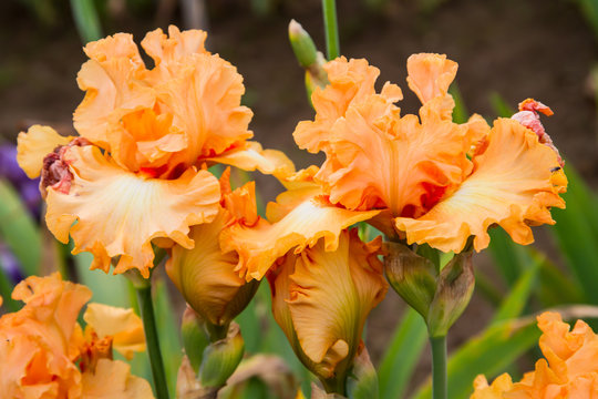 Bearded iris flower with stand petals and falls petals/ Iris Flowers (Family Iridaceae) 