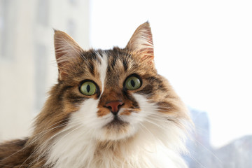 Obraz premium Portrait of cute siberian cat with green eyes by the window. Soft fluffy purebred straight-eared long hair kitty. Copy space, close up, background. Adorable domestic pet concept.