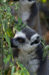 Fototapeta premium lemur