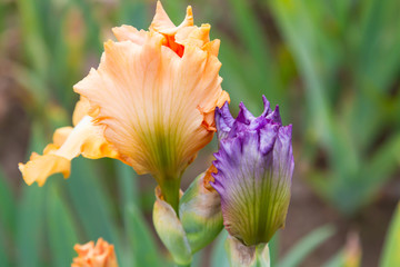 Bearded iris flower with stand petals and falls petals/ Iris Flowers (Family Iridaceae) 
