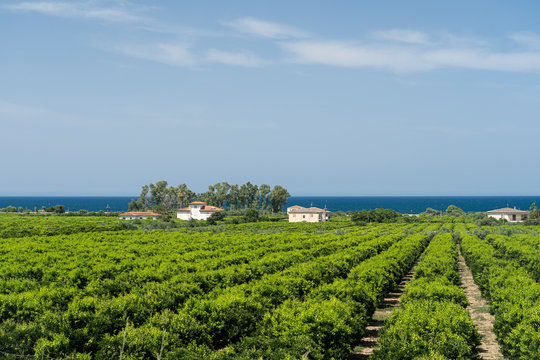 Country and sea in Calabria, italy, at summer