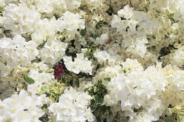 white bougainvillea flower on the wall