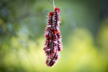 Morpho epistrophus argentinus (argentinian flag butterfly) cateripllars in pampa argentina