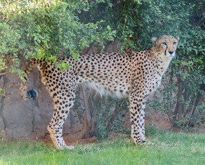 Wild Animal Cheetah or Tiger in Jungle