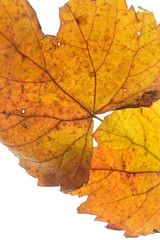 Hoja natural, detalles en macro, como es su interior