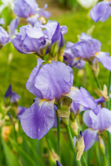 Bearded iris flower with stand petals and falls petals/ Iris Flowers (Family Iridaceae) 