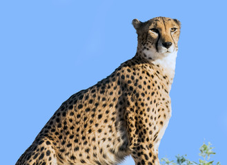 Wild Animal Cheetah or Tiger in Jungle