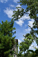 Rural garden in spring. Green foliage of pear tree and needles of cedar on the background of blue sky with white clouds.