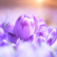 Beautiful purple crocus or saffron flowers in sunlight, macro image. Natural spring floral background suitable for wallpaper or greeting card