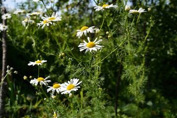 Chamomile in rural garden. Flowers with white petals and yellow cores.