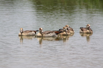 duck family swimming in water