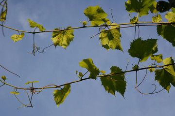 Grape shoots with green leaves on the background of blue sky. Garden in summer.