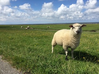 Einzelnes Schaf auf einer Küstenwiese