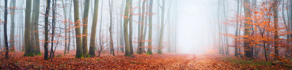 Misty autumn forest with tree silhouettes in Lorraine, France. Beech trees close-up