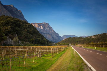 Grape bushes under the sunny sky in South Tyrol, Italy