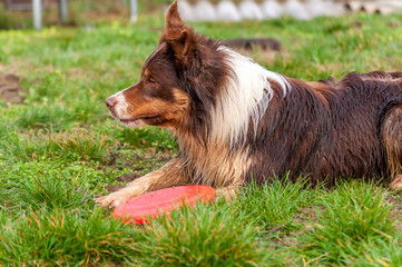 A border collie dog playing with a frisbee