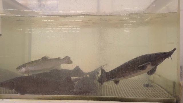 Freshwater fish trout, sturgeon and salmon swim in an aquarium in a large fish store selling live fish
