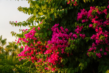 Blooming bougainvillea flowers background. Bright pink magenta bougainvillea flowers as a floral background. Bougainvillea flowers texture and background. Close-up view Bougainvillea tree with flowers