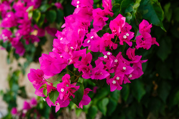 Blooming bougainvillea flowers background. Bright pink magenta bougainvillea flowers as a floral background. Bougainvillea flowers texture and background. Close-up view Bougainvillea tree with flowers