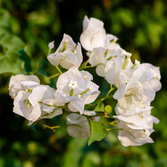 Obraz premium Blooming bougainvillea flowers background. White bougainvillea flowers as a floral background. Bougainvillea flowers texture and background. Close-up view Bougainvillea tree with flowers