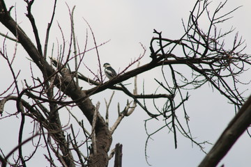 dead tree branch with no leaves