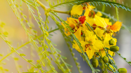 Cercidium: Mexican Palo Verde Tree(Parkinsonia aculeata)This native of the deserts of Arizona is a very drought tolerant tree, great for succulent gardens. tolerant tree, great for succulent gardens.