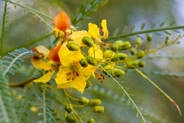 Cercidium: Mexican Palo Verde Tree(Parkinsonia aculeata)This native of the deserts of Arizona is a very drought tolerant tree, great for succulent gardens. tolerant tree, great for succulent gardens.