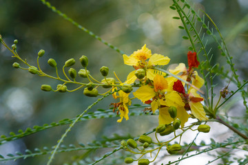 Cercidium: Mexican Palo Verde Tree(Parkinsonia aculeata)This native of the deserts of Arizona is a very drought tolerant tree, great for succulent gardens. tolerant tree, great for succulent gardens.