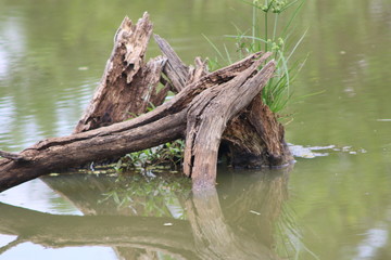 dead tree in pond