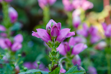 Red turtlehead (Chelone obliqua) blooming in a garden. Exotic plants in the garden. Purple flowers.