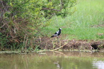 lapwing bird by pond