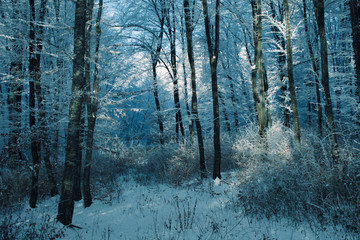 Fototapeta premium cold winter landscape, snow and frozen trees in the woods
